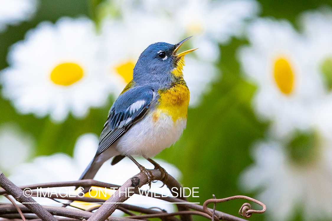 Northern Parula Warbler on branch.