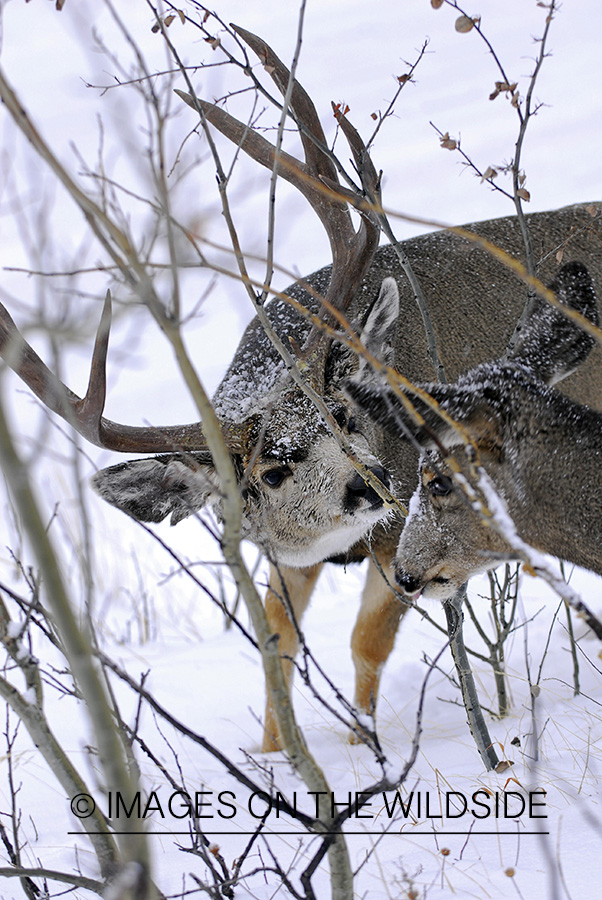 Mule deer 