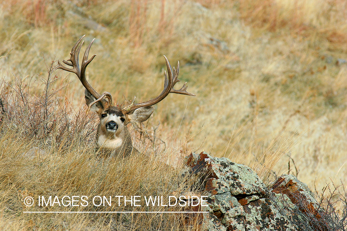 Mule deer buck in habitat. 