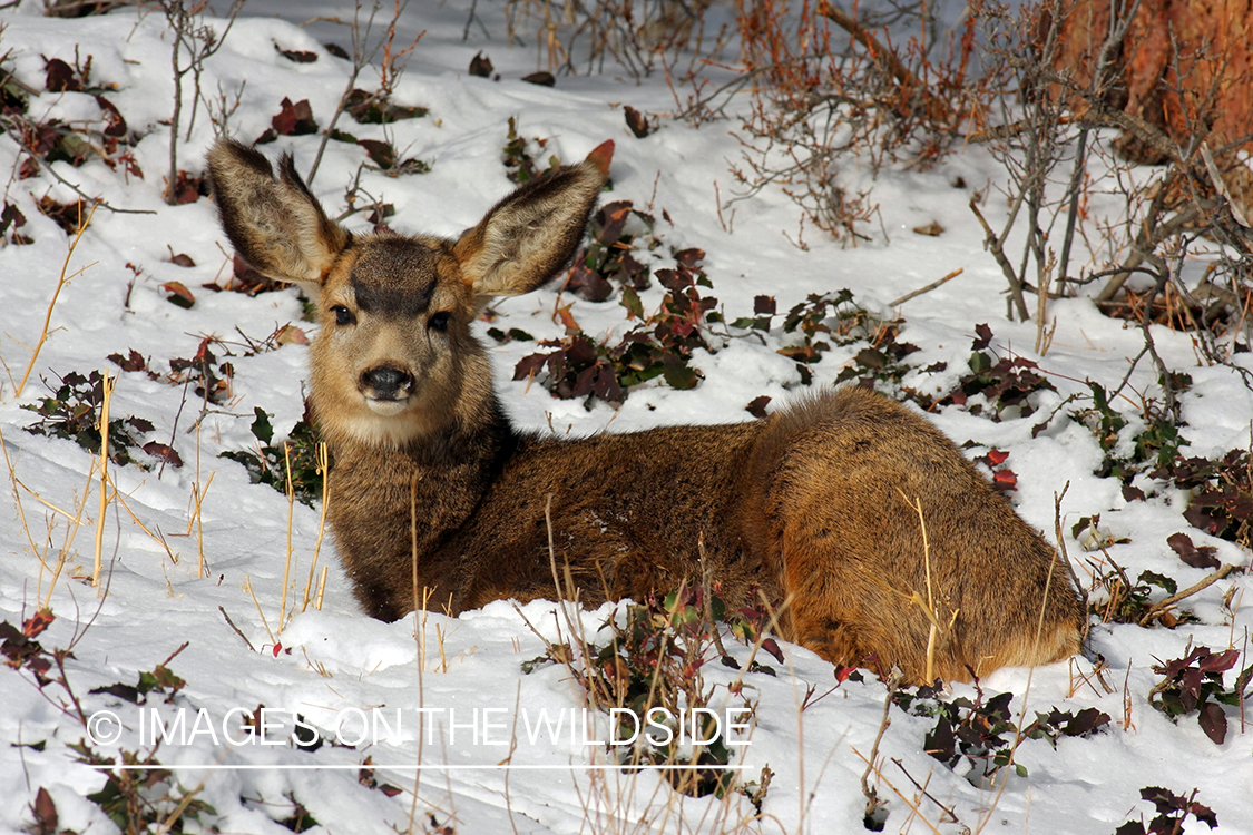 Mule deer doe in habitat. 