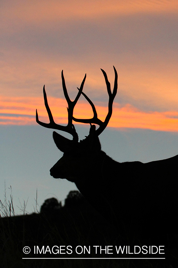 Mule Deer buck at sunset (silhouette).