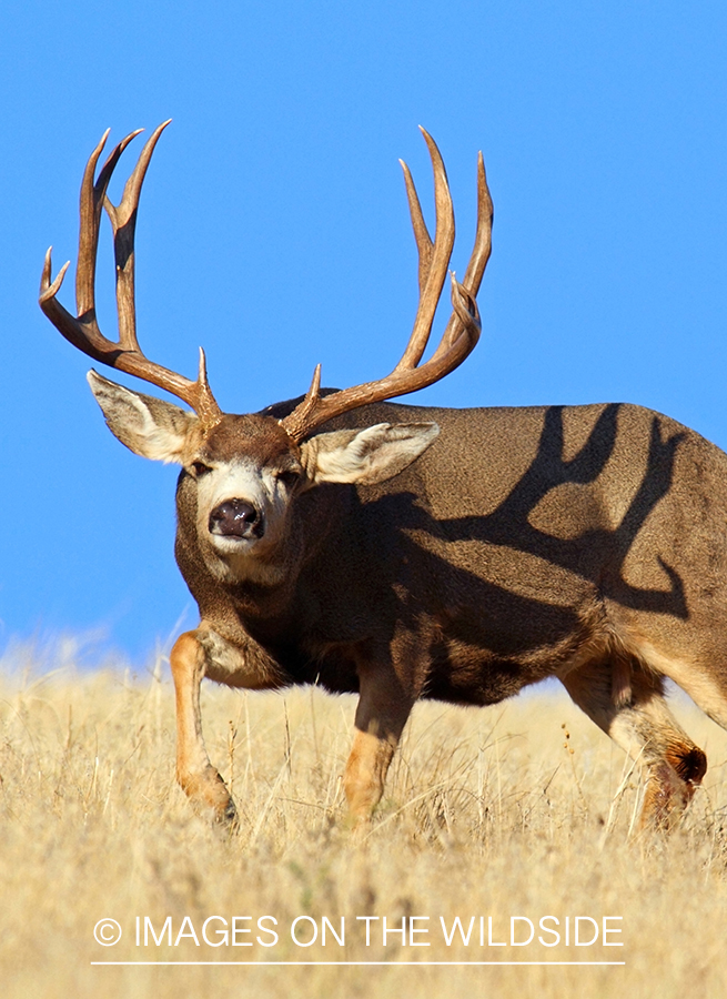 Mule deer buck in habitat.