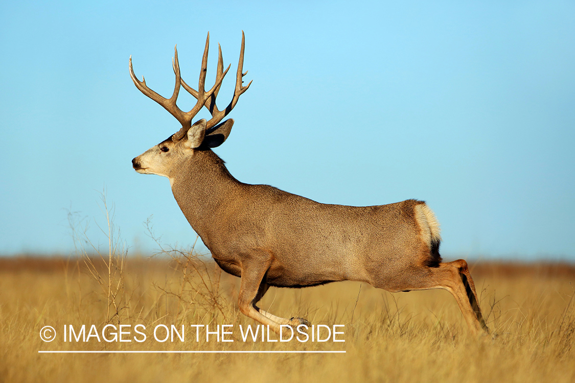 Mule deer buck in field.