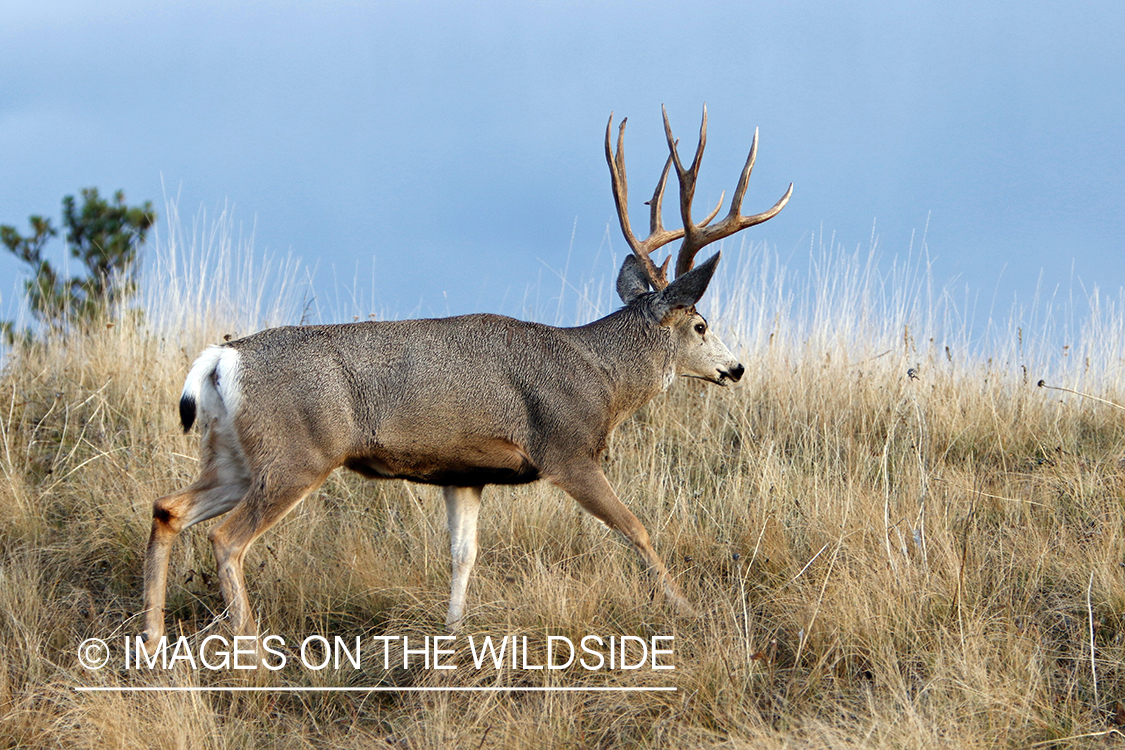 Mule deer buck in field.