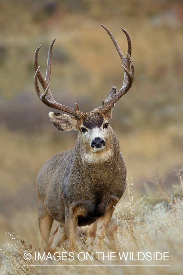 Mule deer buck in field.