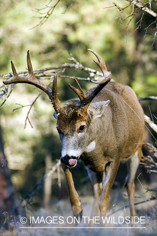 White-tailed deer in habitat