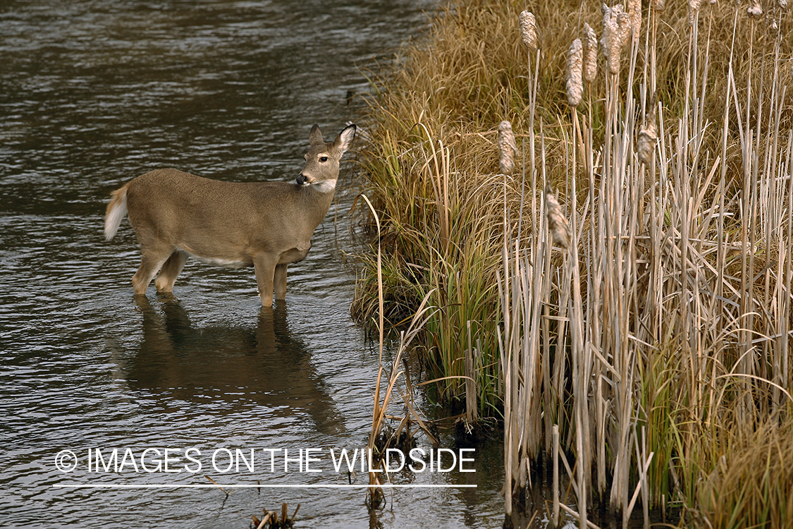 Whitetail Doe