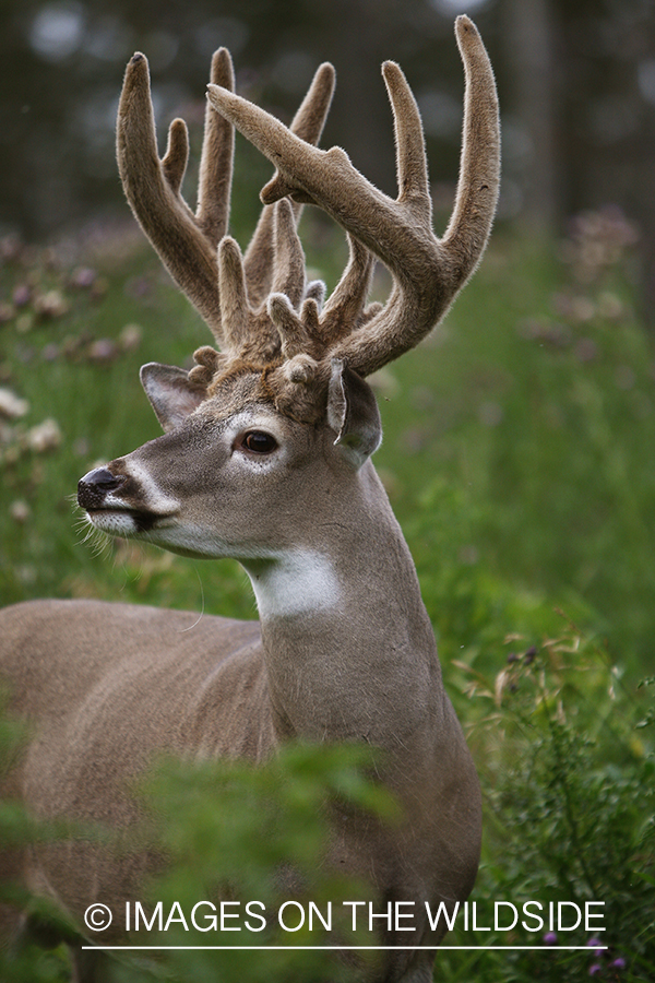 Whitetail buck in velvet