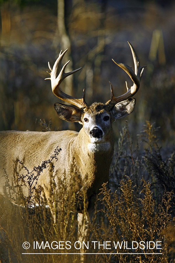 Whitetail buck in habitat