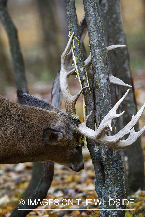 Whitetail buck rubbing antlers on tree