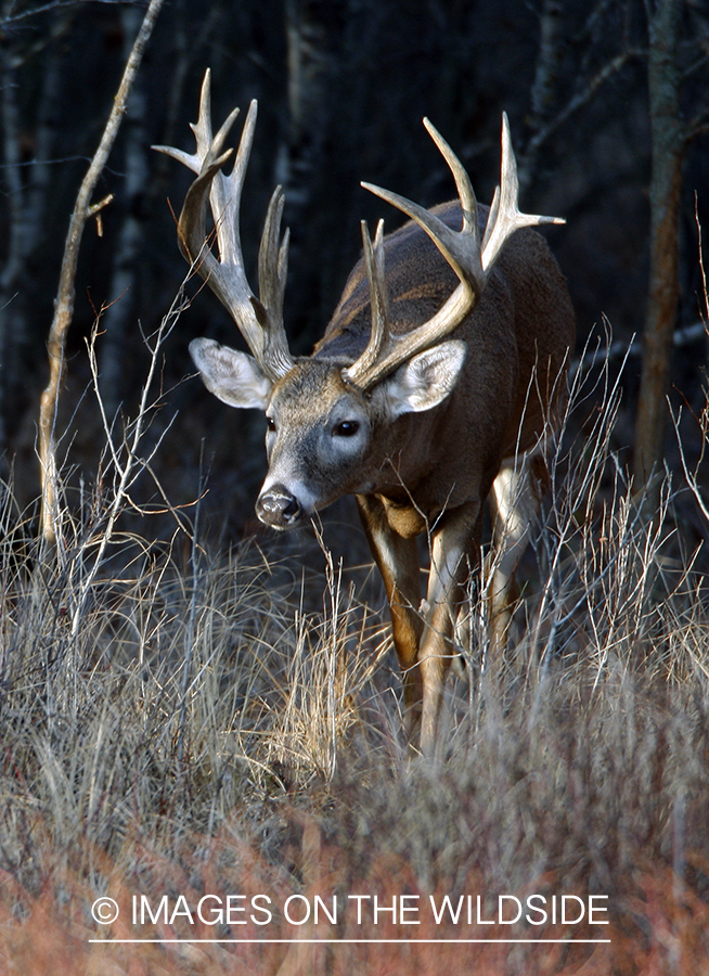 Whitetail buck displaying rutting behavior.