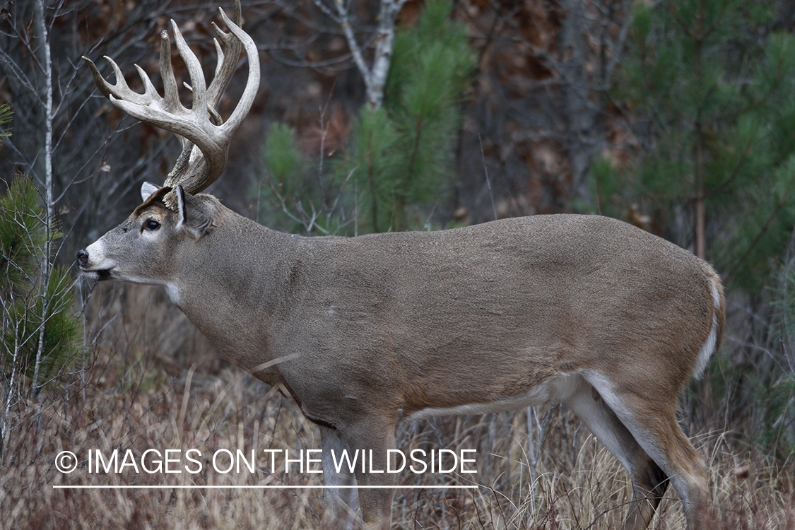 Whitetail buck in habitat.