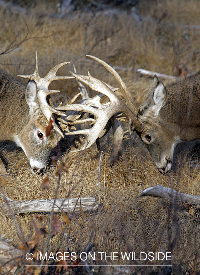 Whitetail bucks fighting