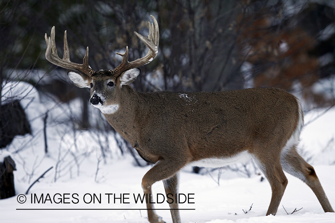 White-tailed buck in habitat.