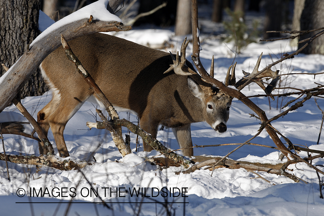 White-tailed buck in habitat.