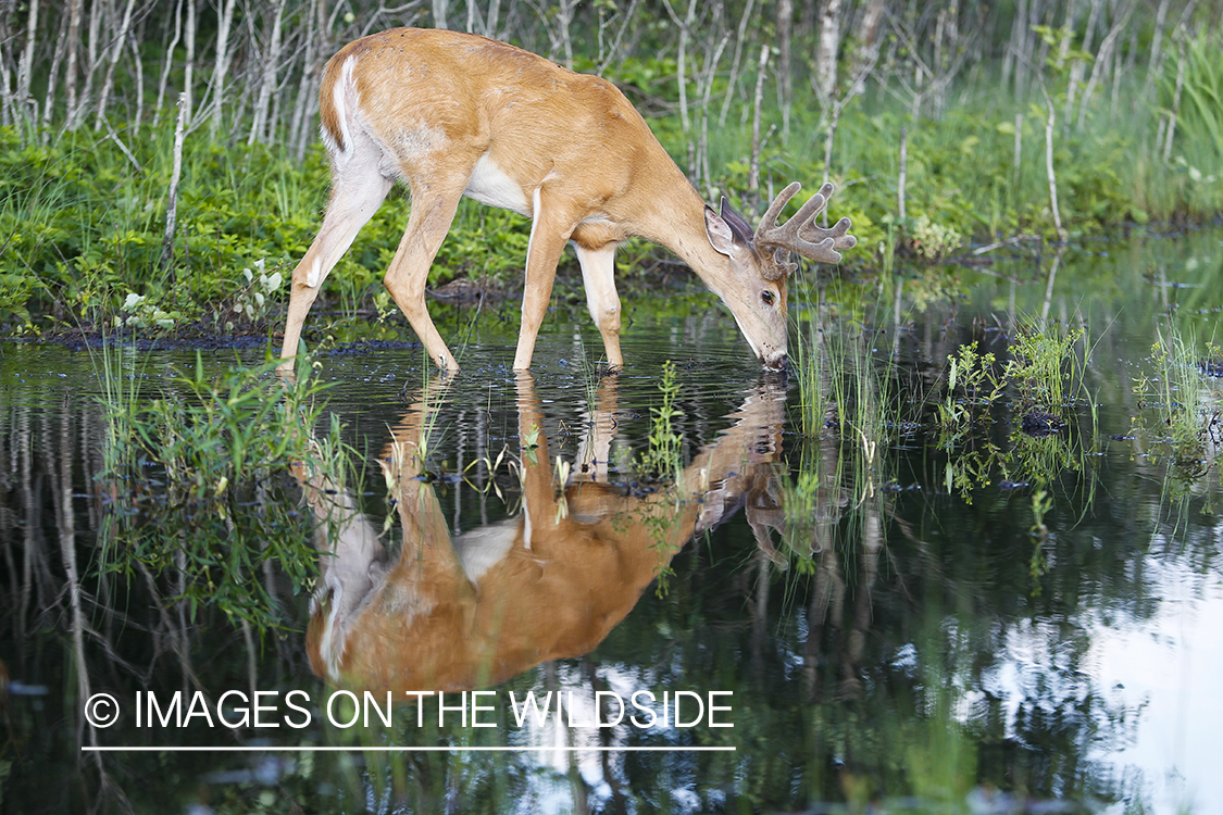 Whie-tailed deer apple creek