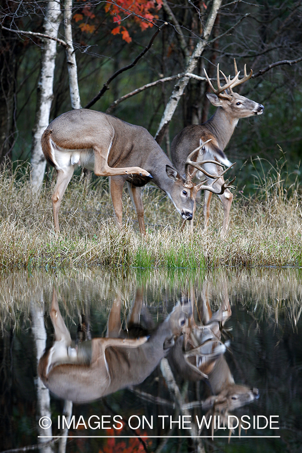 White-tailed bucks in habitat