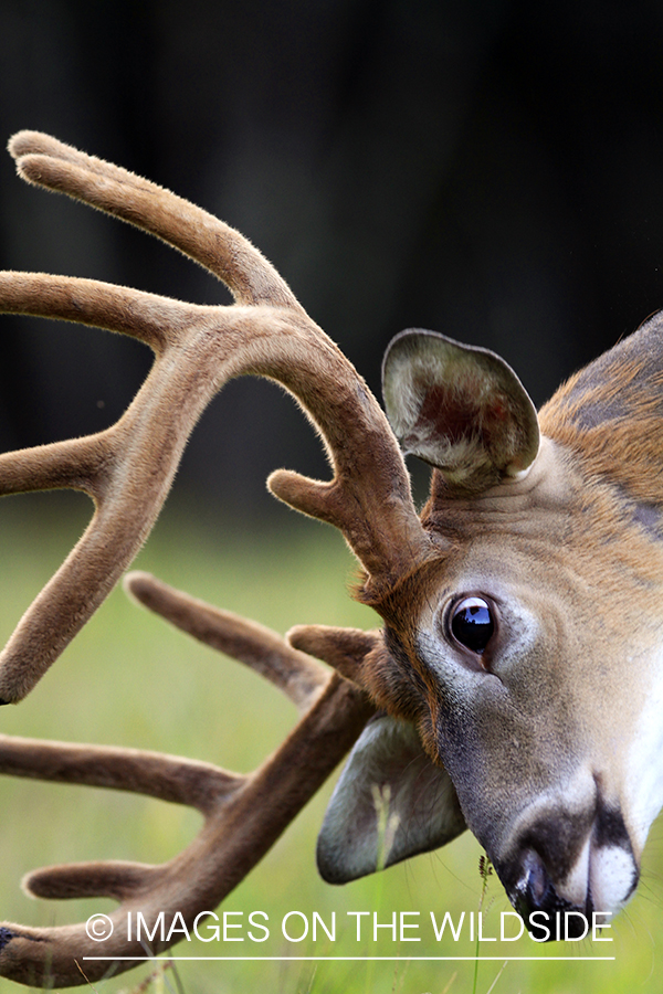 White-tailed buck in velvet 