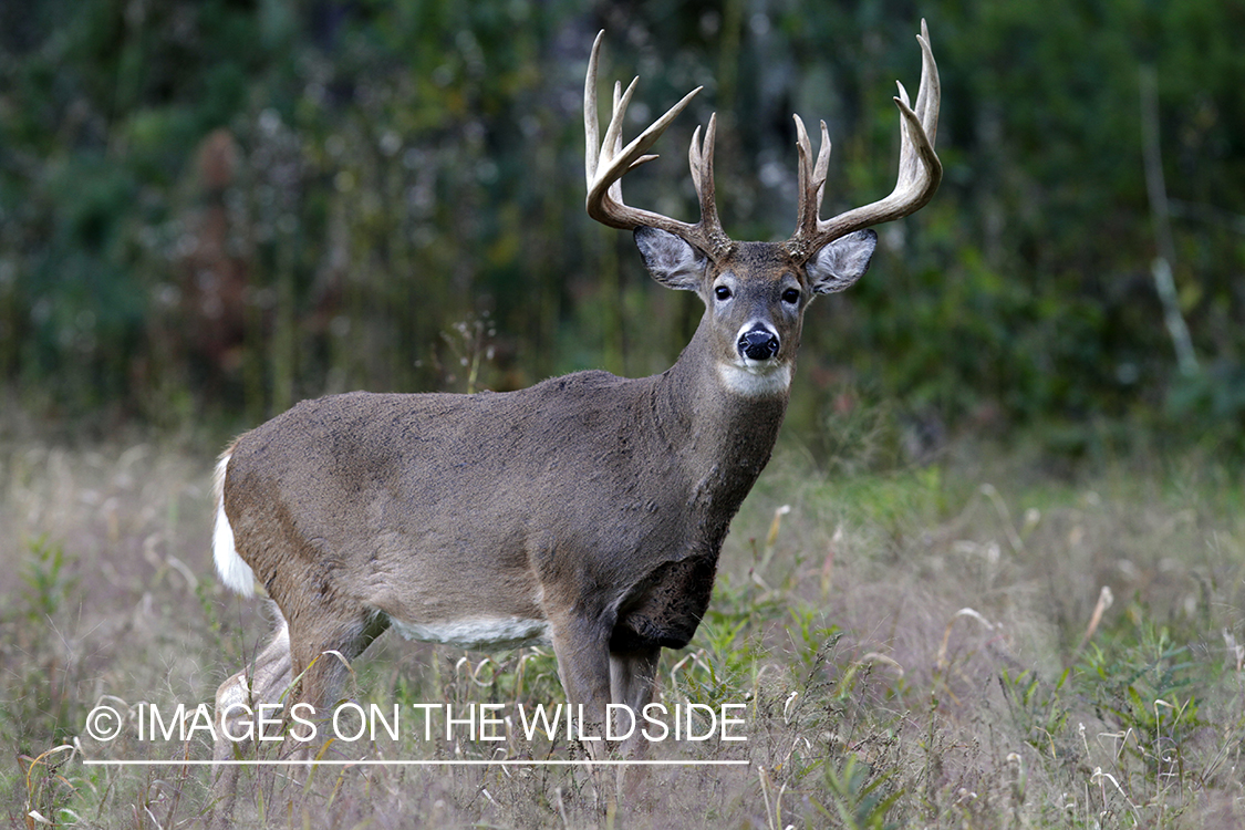 White-tailed buck in habitat. *