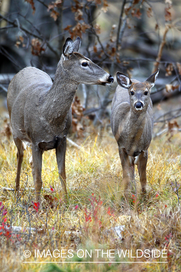 White-tailed mother with young in habitat. *