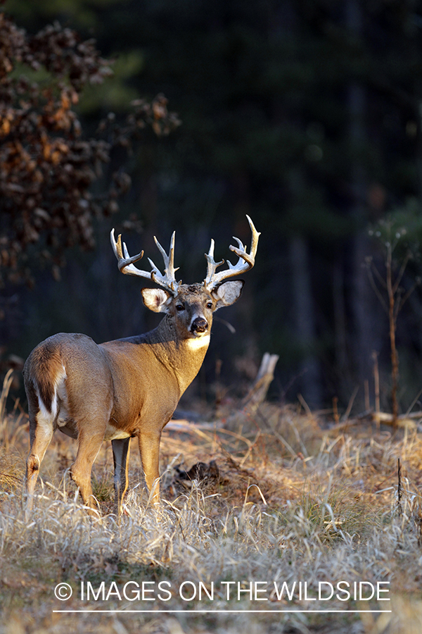 White-tailed buck in habitat. *