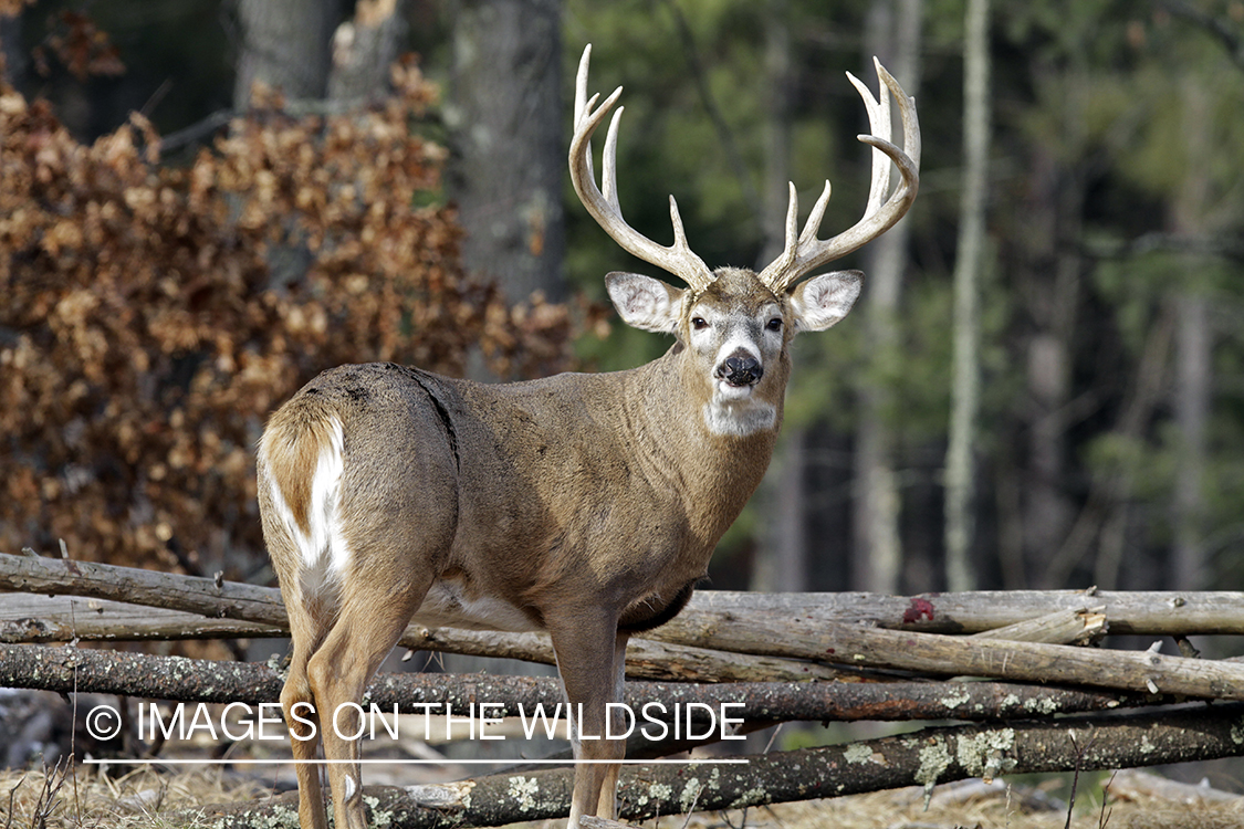 White-tailed buck in habitat. *