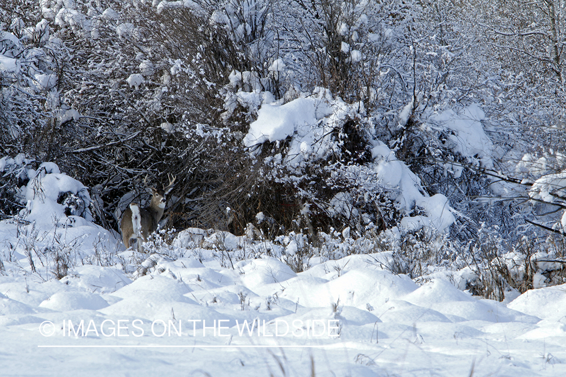 White-tailed buck in winter. 