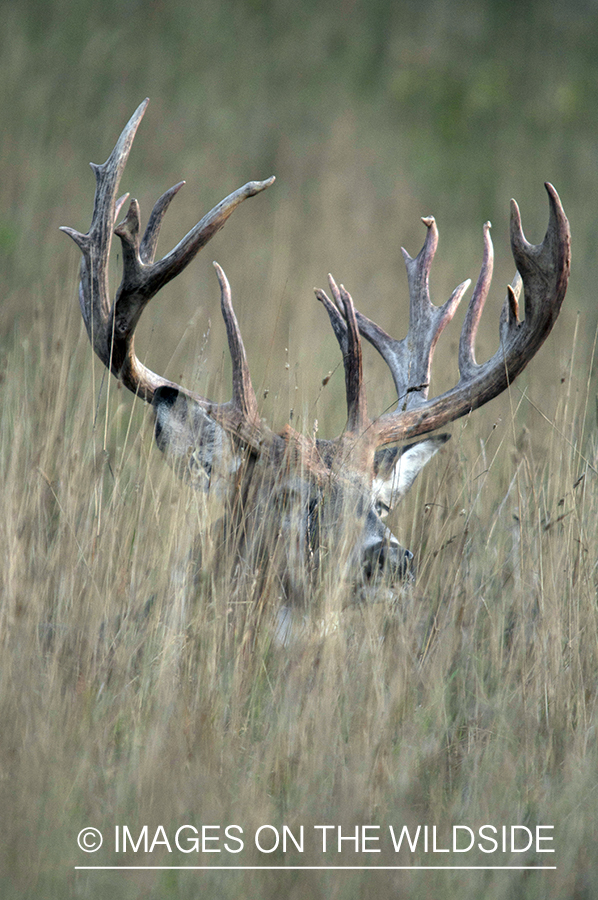 White-tailed buck in habitat. 