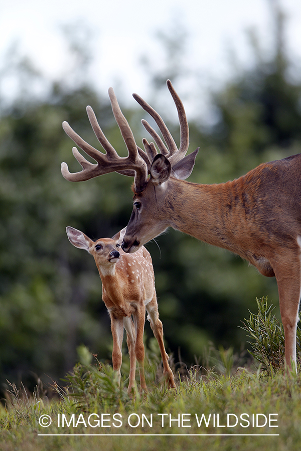 White-tailed buck with fawn. 