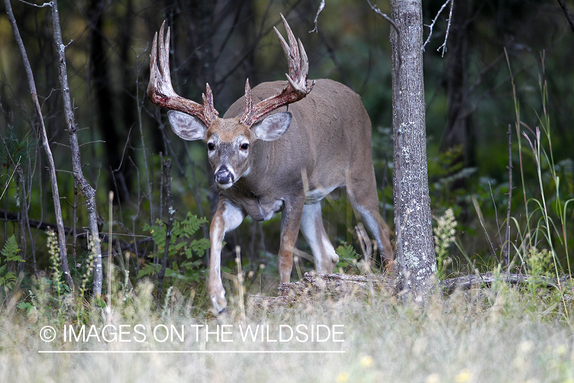 White-tailed buck shedding velvet.  