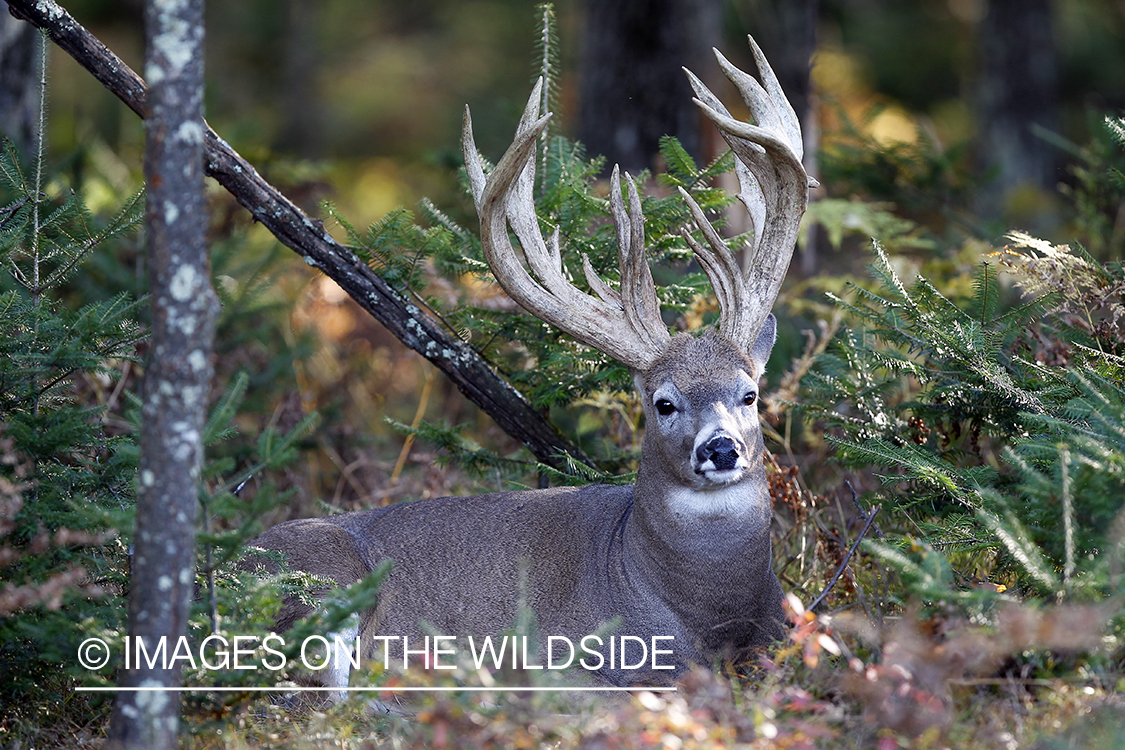 White-tailed buck in habitat. 