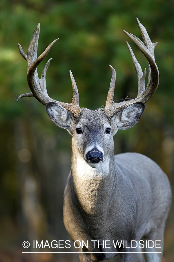 White-tailed buck in habitat. 