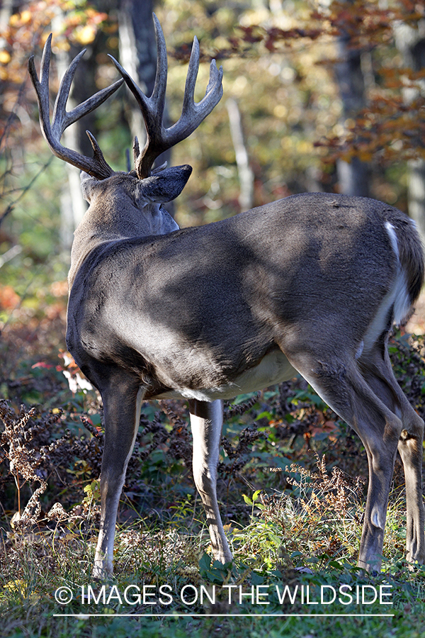 White-tailed buck in habitat. 