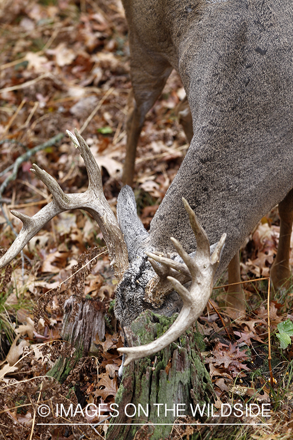 View of white-tailed buck from tree stand. 