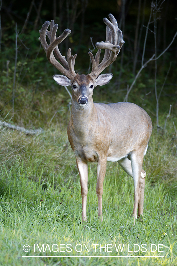 White-tailed buck in velvet.