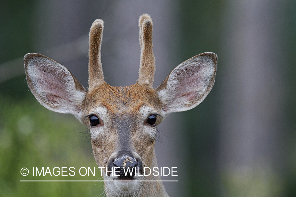 White-tailed buck with spikes.