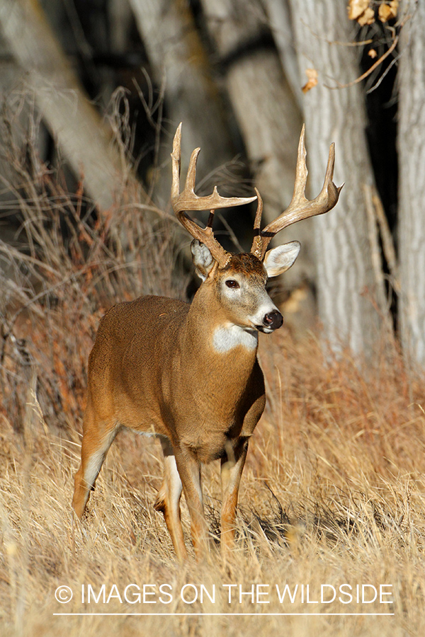 White-tailed buck in habitat.