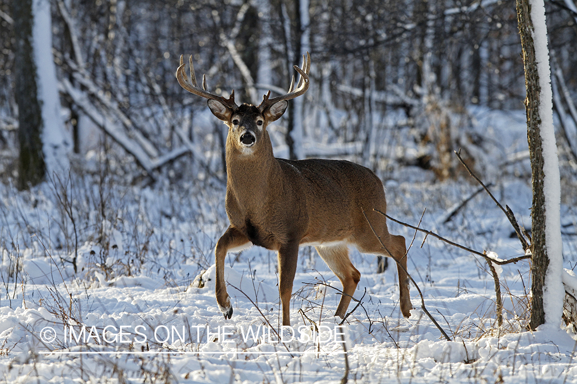 White-tailed buck in winter habitat.