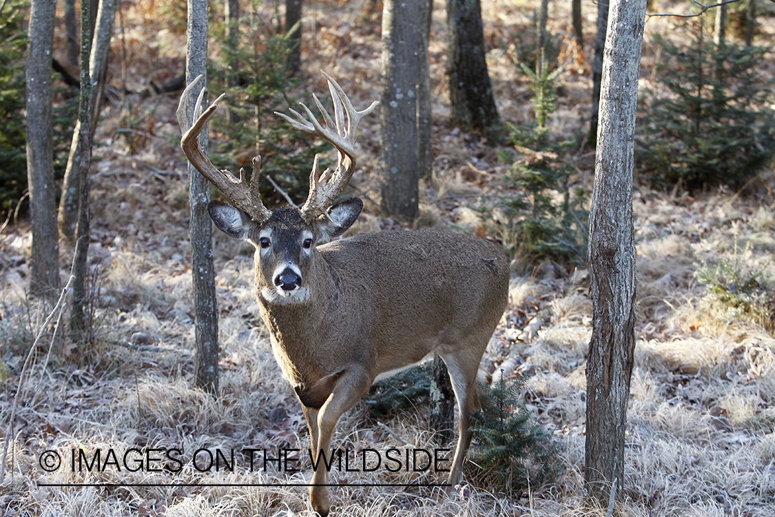 White-tailed buck in habitat.