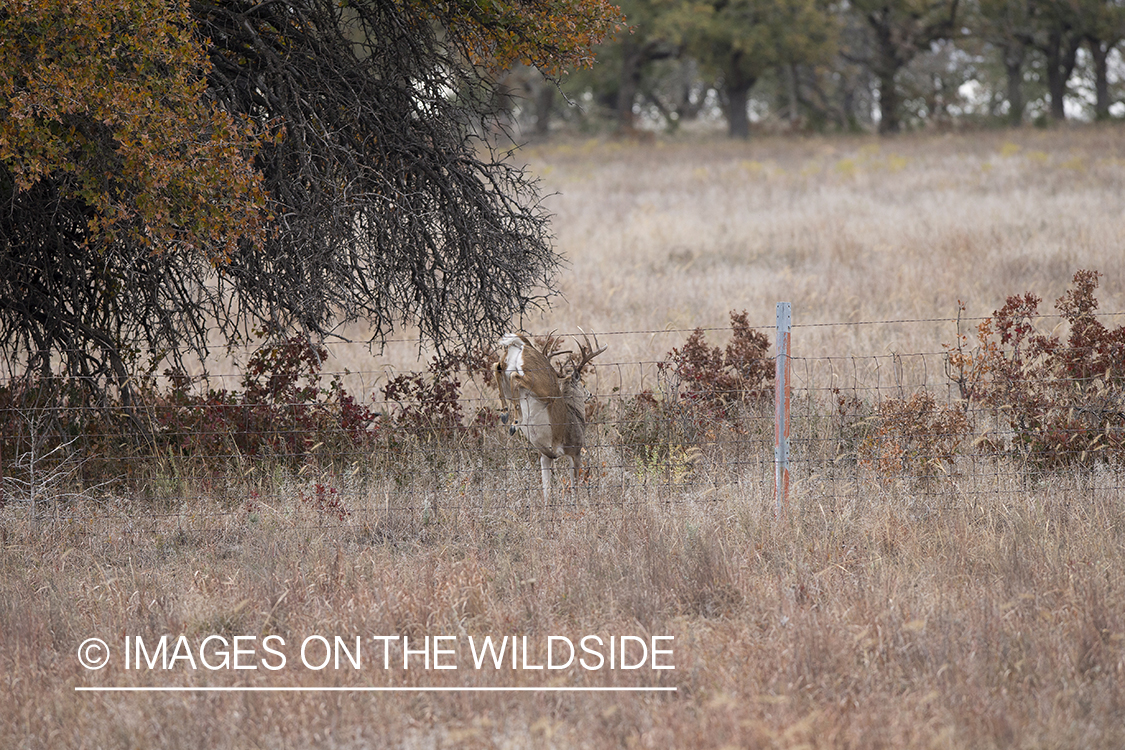 White-tailed buck leaping fence.