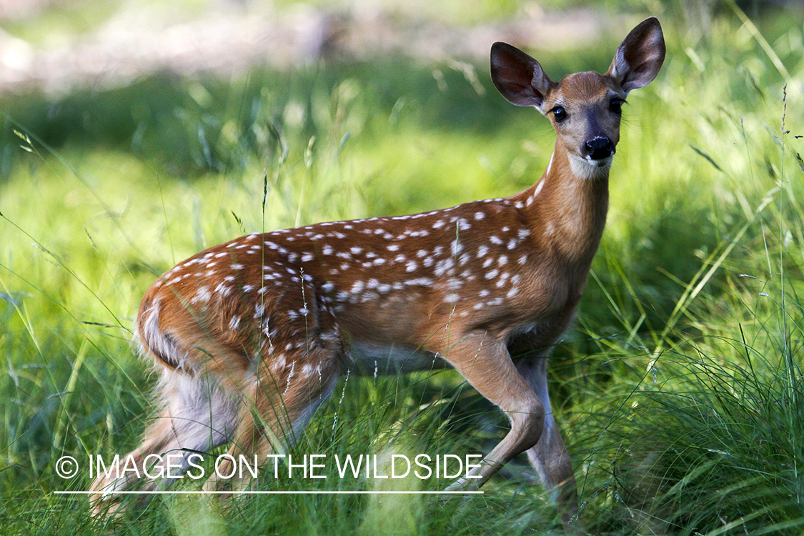 White-tailed fawn in habitat.