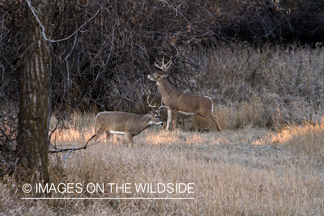 View of white-tailed deer in habitat from tree stand.