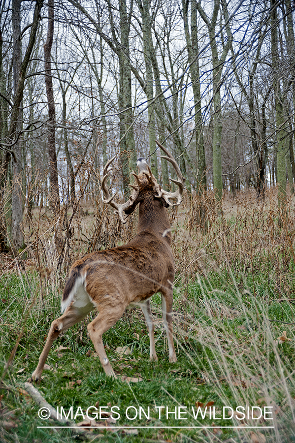 White-tailed buck making a scrape during the rut.