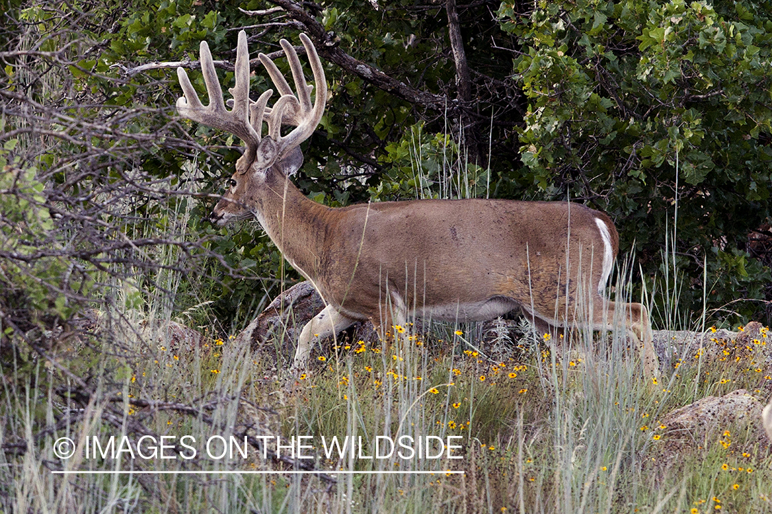 White-tailed buck in velvet.