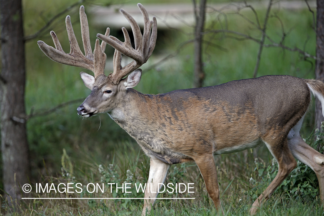 White-tailed buck in habitat.