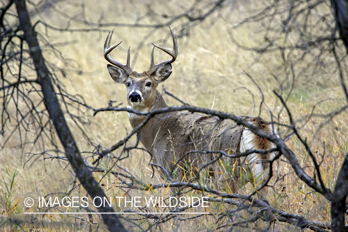 White-tailed buck in habitat.