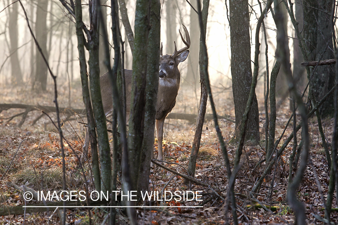 White-tailed buck in habitat. 