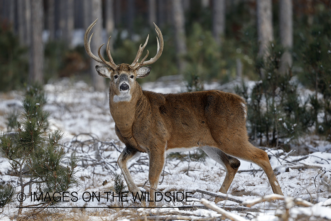 White-tailed buck in winter habitat.