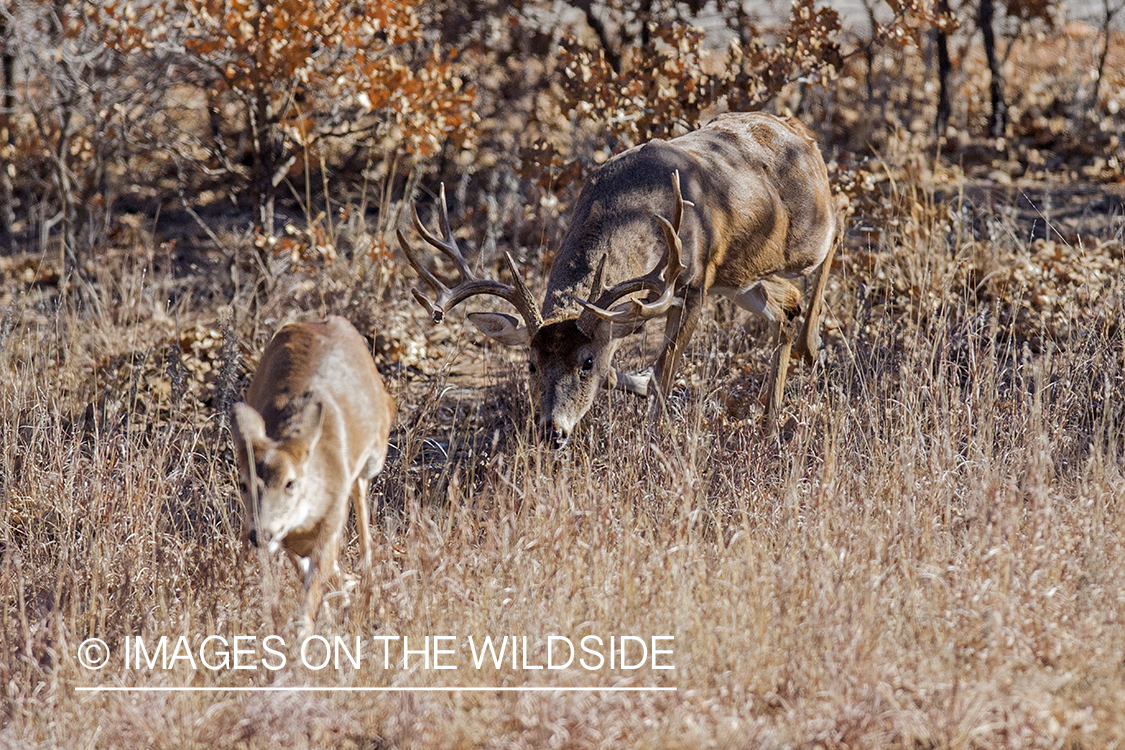 White-tailed buck pursuing doe in habitat.