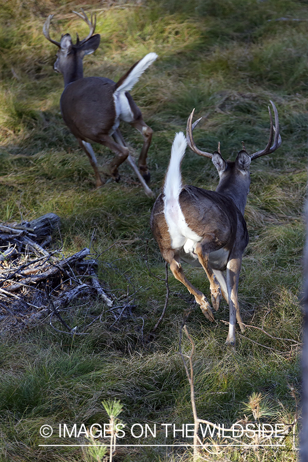 White-tailed buck photographed from tree stand.